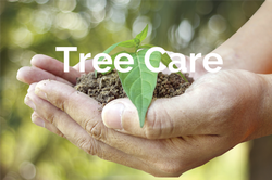 Colorado Springs Tree Care